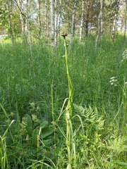 Microbotryum tragopogonis-pratensis