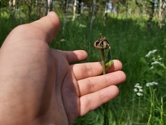 Microbotryum tragopogonis-pratensis