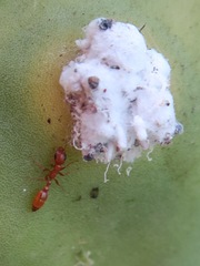 Pseudomyrmex apache