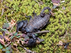 Hormuridae