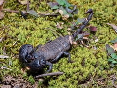 Hormuridae