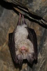 Rhinolophus euryale