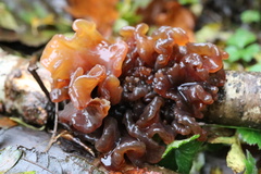 Phaeotremella foliacea