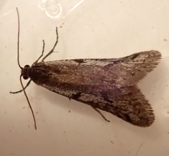 Exapate congelatella