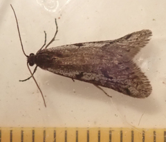 Exapate congelatella