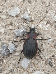 Carabus famini