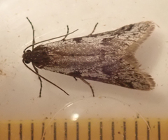 Exapate congelatella