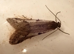 Exapate congelatella