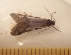 Exapate congelatella