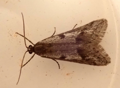 Exapate congelatella