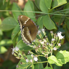 Hypolimnas bolina bolina