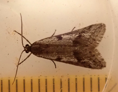 Exapate congelatella