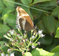 Hypolimnas bolina bolina