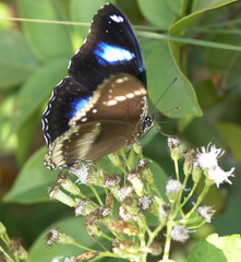 Hypolimnas bolina bolina