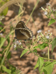 Hypolimnas bolina bolina
