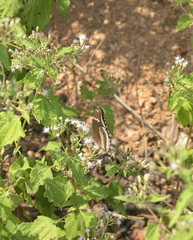 Hypolimnas bolina bolina