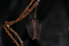 Rhinolophus hipposideros