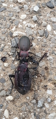 Carabus famini