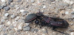 Carabus famini
