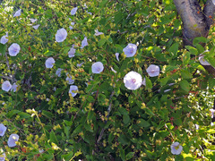 Jacquemontia pringlei