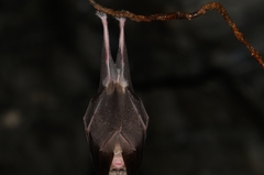 Rhinolophus hipposideros