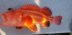 Sebastes ruberrimus