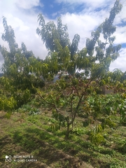 Amygdalus