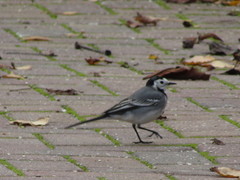 Motacilla alba