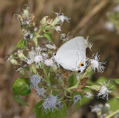 Tajuria cippus cippus