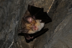 Rhinolophus euryale
