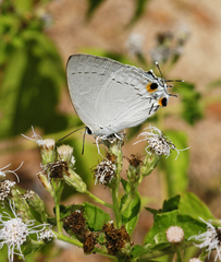 Tajuria cippus cippus