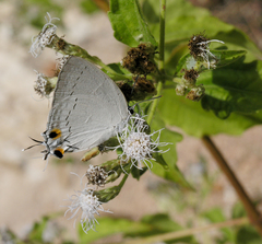 Tajuria cippus cippus