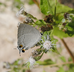 Tajuria cippus cippus