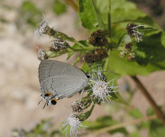 Tajuria cippus cippus