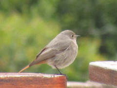 Phoenicurus ochruros