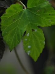 Podosphaera macularis