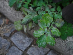 Erysiphe macleayae