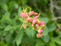 Berberis laurina