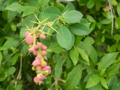 Berberis laurina