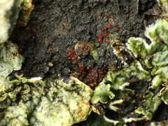 Botryosphaeriales