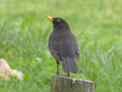 Turdus merula