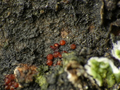 Botryosphaeriales