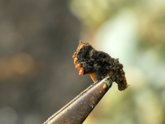 Botryosphaeriales