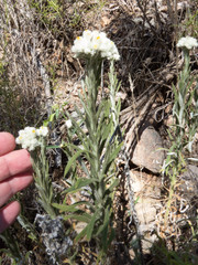 Pseudognaphalium leucocephalum