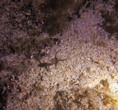 Pareques acuminatus