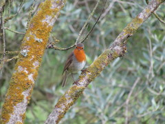 Erithacus rubecula