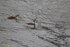Podiceps cristatus