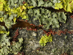 Botryosphaeriales