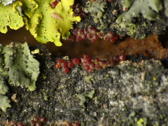 Botryosphaeriales