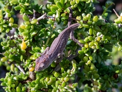 Bradypodion occidentale